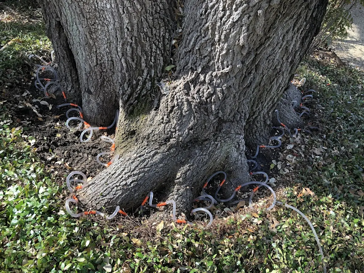 Detailed Tree Cabling and Bracing job site in Newfane